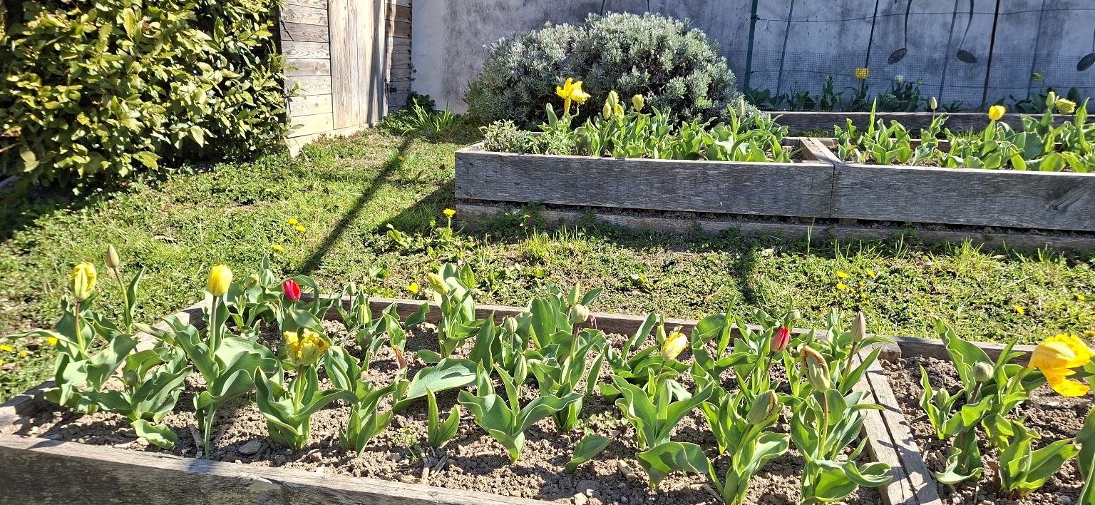 Tulipani fioriti nell orto dei bambini